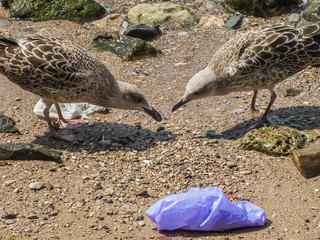 Birds eating plastic bag