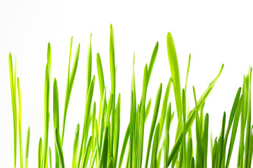 Fototapeta na wymiar Fresh green grass close-up