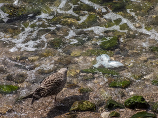 Birds eating plastic bag
