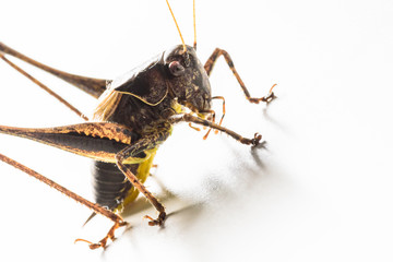 Large brown grasshopper locust closeup on a white background
