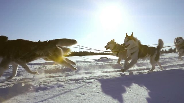 Dogs harnessed by dogs breed Husky pull sled with people, slow motion, Video loop
