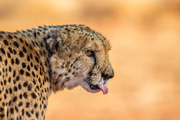 Cheetah portrait (Acinonyx jubatus), Etosha National Park, Namibia