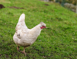 Chicken Walking freely