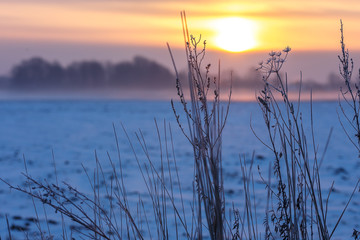 Early winter, cold misty morning - sunrise. The ground is covered with snow, the grass stalks are covered with charm, trees are visible in the distance, a blurred background. Vintage effect. sunrise c