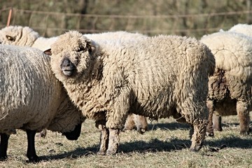 Fototapeta premium Wollschafe im Winter auf der Weide
