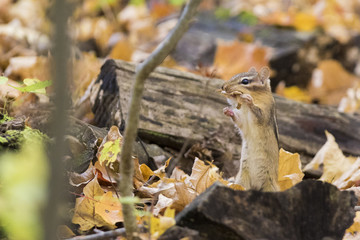 Funny eastern chipmunk in autumn