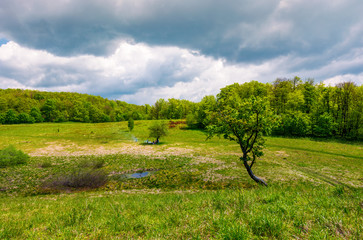 tree on a hump over the grassy meadow among the forest. beautiful nature scenery on a cloudy summer...