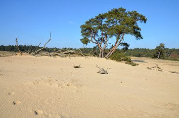 De Hoge Veluwe is a national park in the Dutch province of Gelderland. The park was created in 1935. It is located on the sandy grounds of the Veluwe and is largely formed by water, ice and wind.