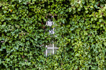 Árvore coberta de musgo