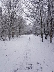 Snow dog