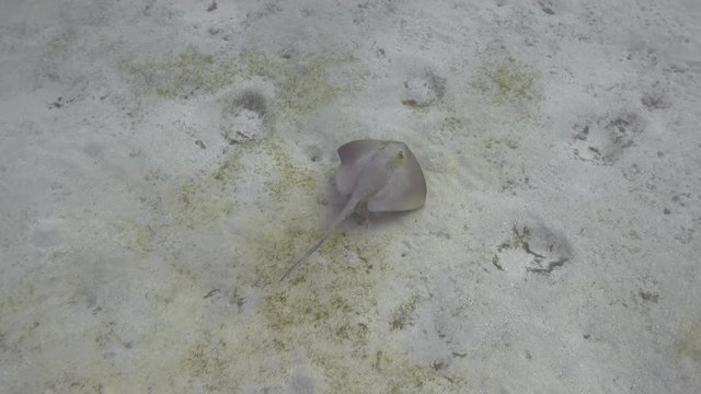 Cowtail stingray (Pastinachus sephen) swimming over the sandy seabed, 4K ultra hd 2160p video footage