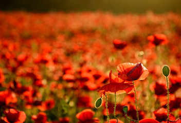 poppy field in summer evening. beautiful nature scenery with vivid flowers in sunset light