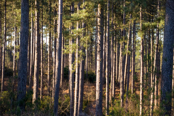 Obraz premium Forest Tree Trunks