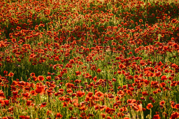 poppy field in summer evening. beautiful nature scenery with vivid flowers in sunset light