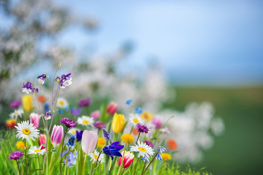Spring banner with wild flowres