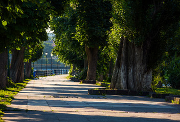 Obraz premium beautiful chestnut alley in summer. lantern among the tall trees on the Kyiv embankment of Uzhgorod town, Ukraine