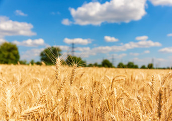 Golden wheat field with blue sky in background
