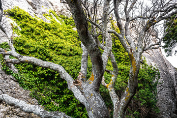 A tree in the rocks