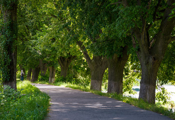 Fototapeta na wymiar path under the trees of longest linden alley in Europe. location Uzhgorod, Ukraine