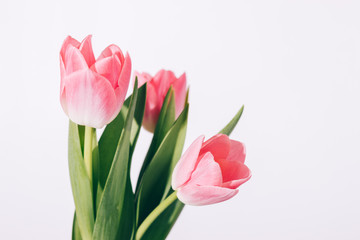 Pink tulips on white background