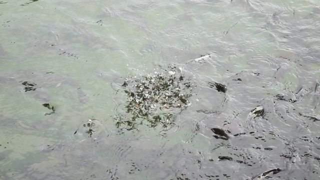 A lot of fish are eating food on the surface water,Slow motion