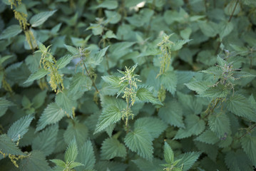 Urtica dioica