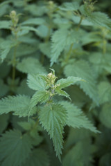 Urtica dioica