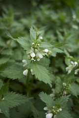 Lamium album