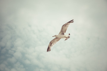 Gaviota sobre fondo de nubes blancas