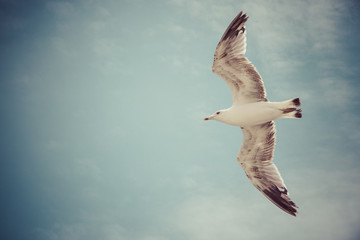 Primer plano de gaviota sobre fondo azul
