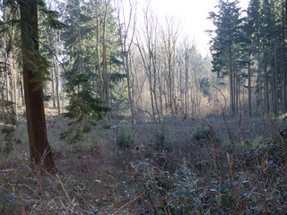 Obraz premium Woodland Walk