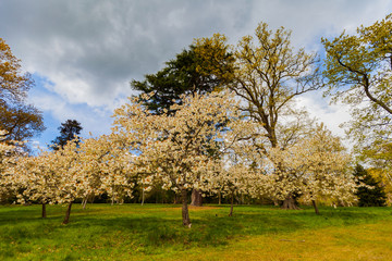 Blooming apple tree, wide angle shot with a dramatic sky.