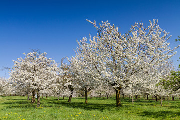 Fototapeta na wymiar Apple and Cherry tree blossom near Ockstadt