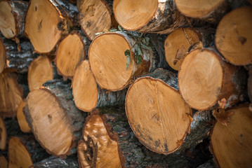 Fototapeta premium Stack of wood