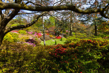Blooming rododendrons surrounded by trees in a park with a cloudy sky in the background