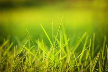 Green grass under the bright sun.