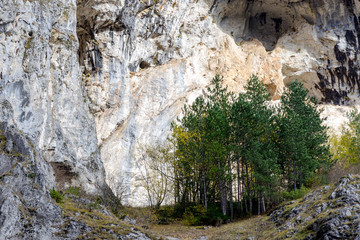 Small coniferous forest at Trigrad gorge, Rhodope Mountains, Bulgaria