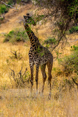 African Giraffe