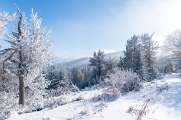 Winter landscape of coniferous trees woodland, Vitosha, Bulgaria