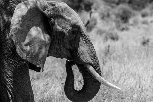 African Elephant in Black and White