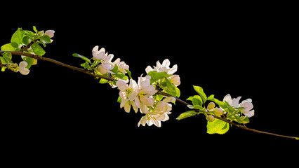 Flowering branch of apple tree backlit on a black background