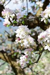 Apfelbaumblüte in Südtirol