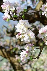 Apfelbaumblüte in Südtirol