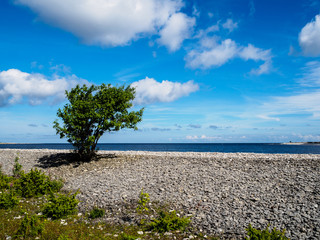 green bush on a pebble beach with blue sky as a background