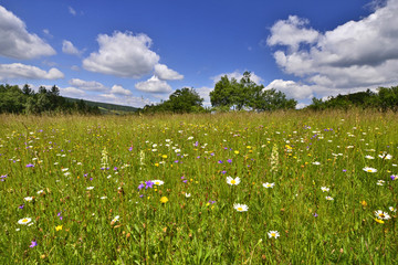 Fototapeta na wymiar Summer meadow with flowers