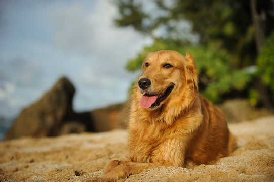 Golden Retriever dog outdoor portrait lying down on tropical beach