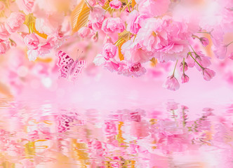 Sakura flower cherry blossom, water reflection, light. Greeting card background template. Shallow depth. Soft toned. Spring nature