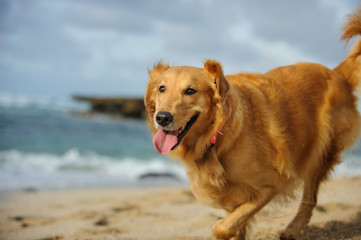 Naklejka na ściany i meble Golden Retriever dog outdoor portrait running on ocean beach