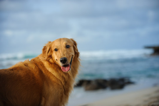 Golden Retriever dog outdoor portrait by ocean