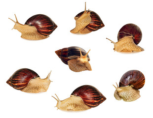 Set of Achatina snail.Giant african snails isolated on white background.